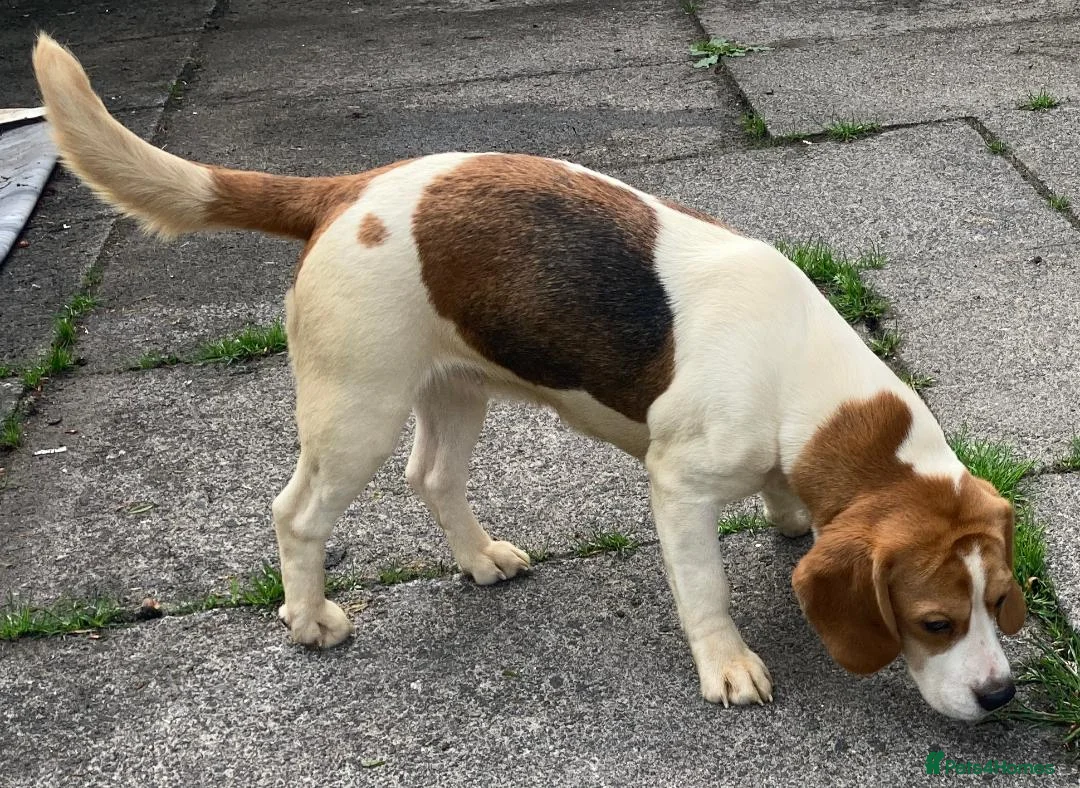 Beagle dogs for sale: 2 Kc Reg Beagles Girls For Sale - Advert 2