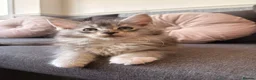 Maine Coon cats for sale: 🐈‍⬛Sweet bundle of Joy TICA register🐈‍⬛ - Advert 19