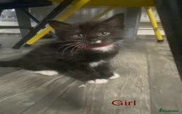 Mixed Breed cats for sale: 5 kittens for sale £20 each  - Image 5