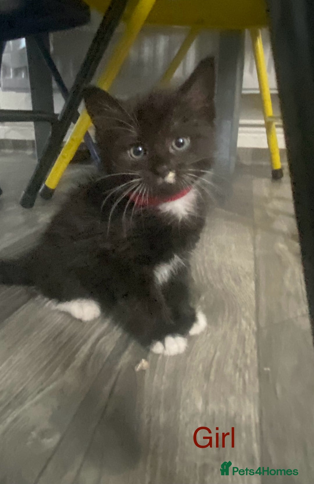 Mixed Breed cats for sale: 5 kittens for sale £20 each  - Image 5