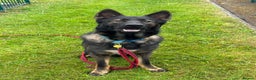 German Shepherd dogs for sale: German Shepherd (Security dog / Pet at home) - Advert 1