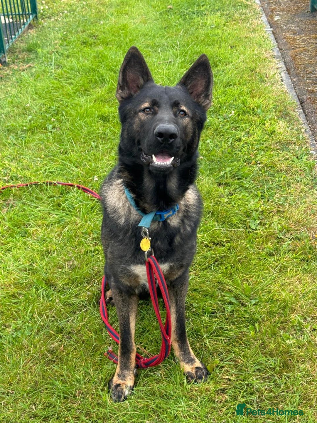 German Shepherd dogs for sale: German Shepherd (Security dog / Pet at home) - Advert 1