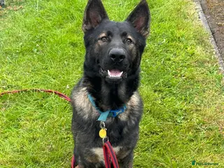 German Shepherd dogs German Shepherd (Security dog / Pet at home) - Advert 18