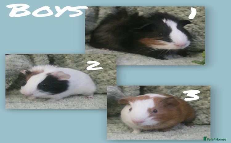 Guinea Pig rodents - Advert 15