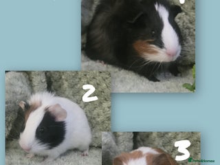 Guinea Pig rodents - Advert 8