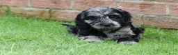 Cockapoo dogs for sale: F1 COCKAPOO PUPPIES FOR SALE - Advert 8