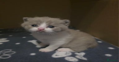 British Shorthair cats - Advert 2