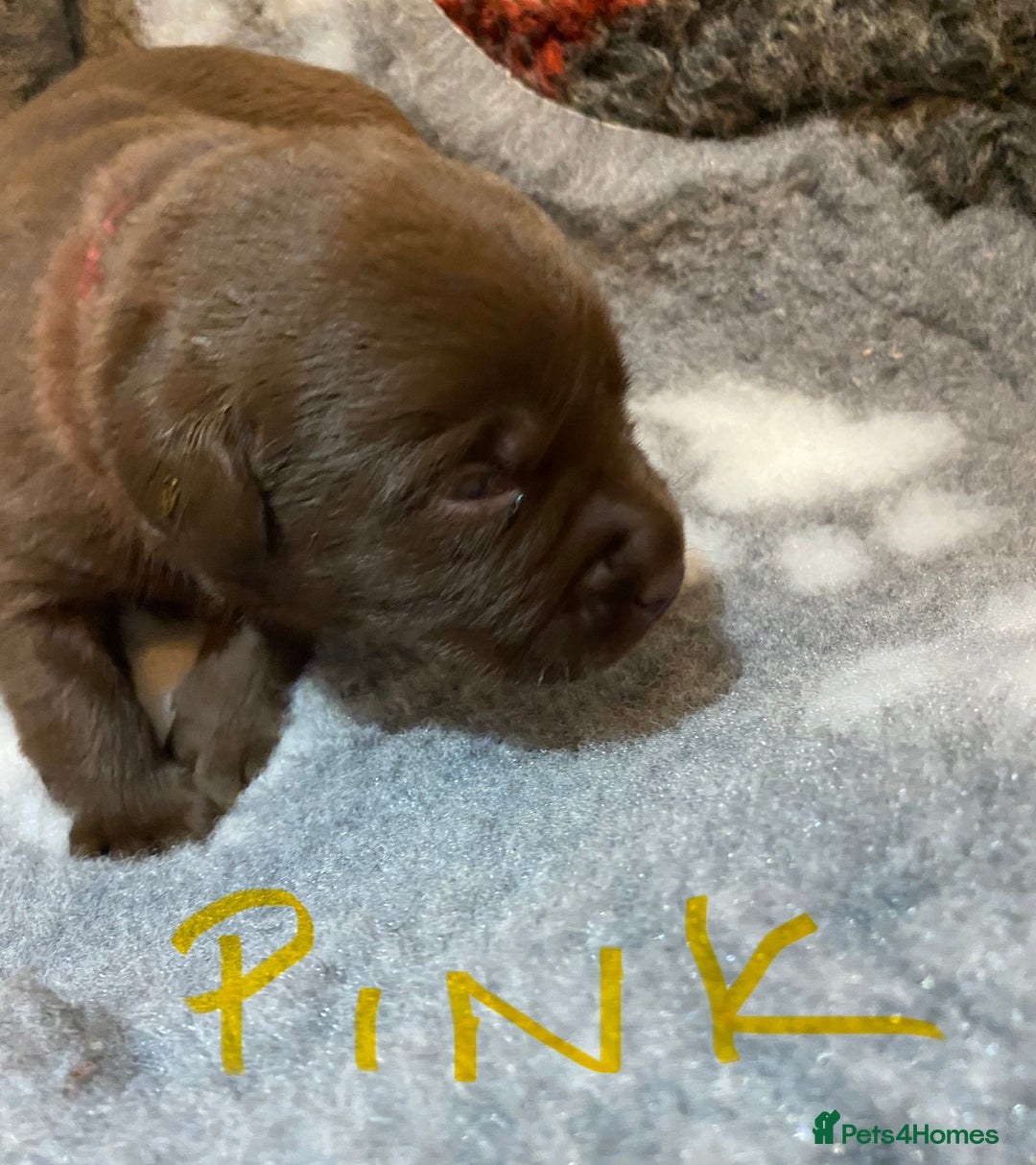 Labrador Retriever dogs for sale: Chocolate Labrador puppies - Advert 17