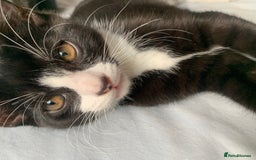 British Shorthair cats for sale: Kittens ready for new home, chipped, 1st injection - Image 4