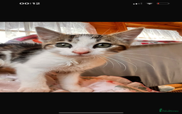 Mixed Breed cats for sale: Two boy kittens  - Image 7