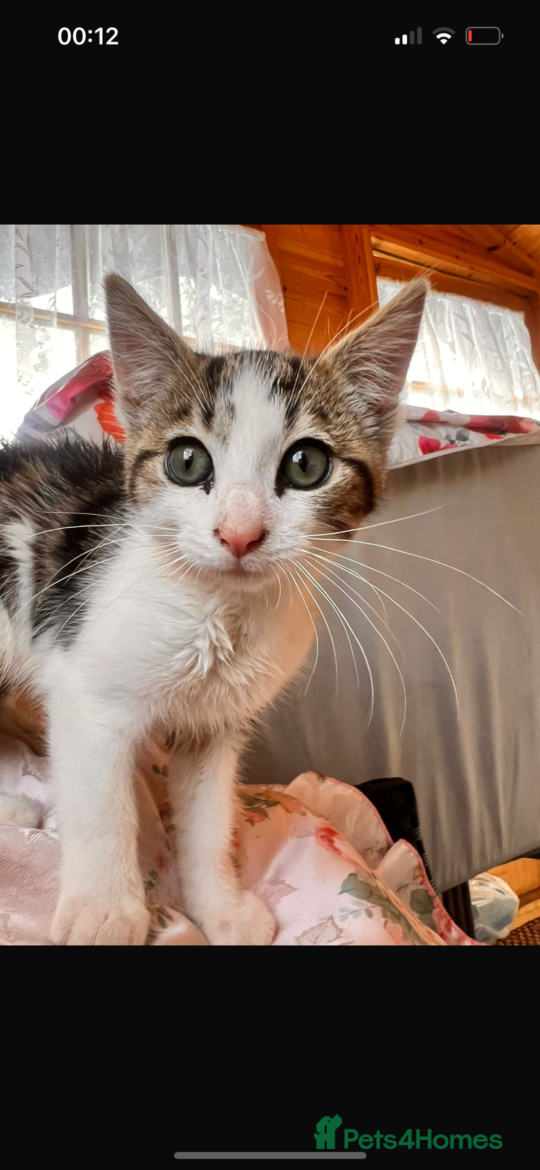 Mixed Breed cats for sale: Two boy kittens  - Image 7