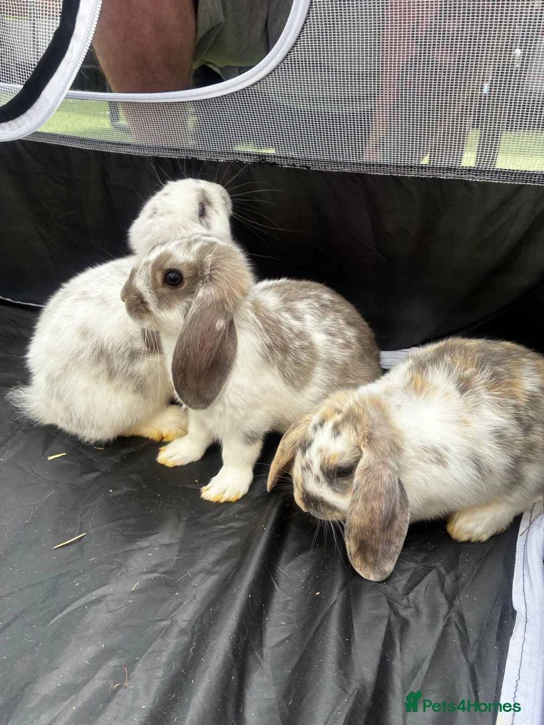 Mini Lop rabbits for sale: Gorgeous Lop eared Rabbits ready 27/06/2026 - Advert 2