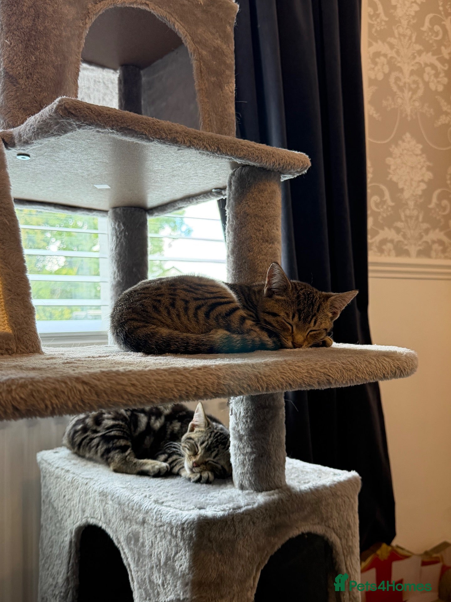 Savannah cats 3 beautiful kittens, ready to go - Advert 6