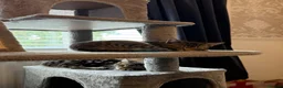 Savannah cats for sale: 3 beautiful kittens, ready to go - Advert 1