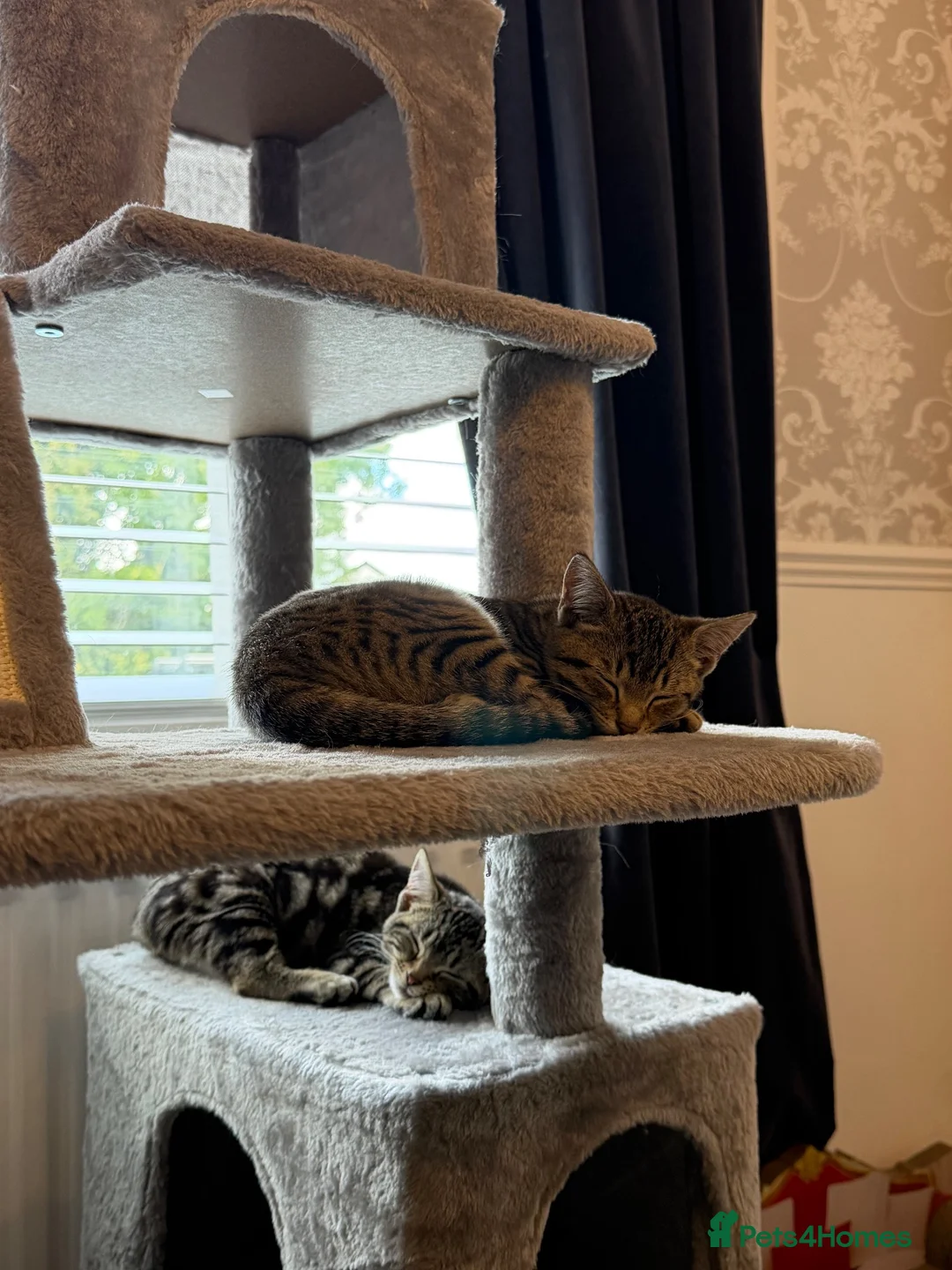 Savannah cats for sale: 3 beautiful kittens, ready to go - Advert 1