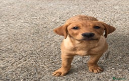 Labrador Retriever dogs for sale: 1 FOXRED LABRADOR PUPPY 5* Licensed breeder - Image 10
