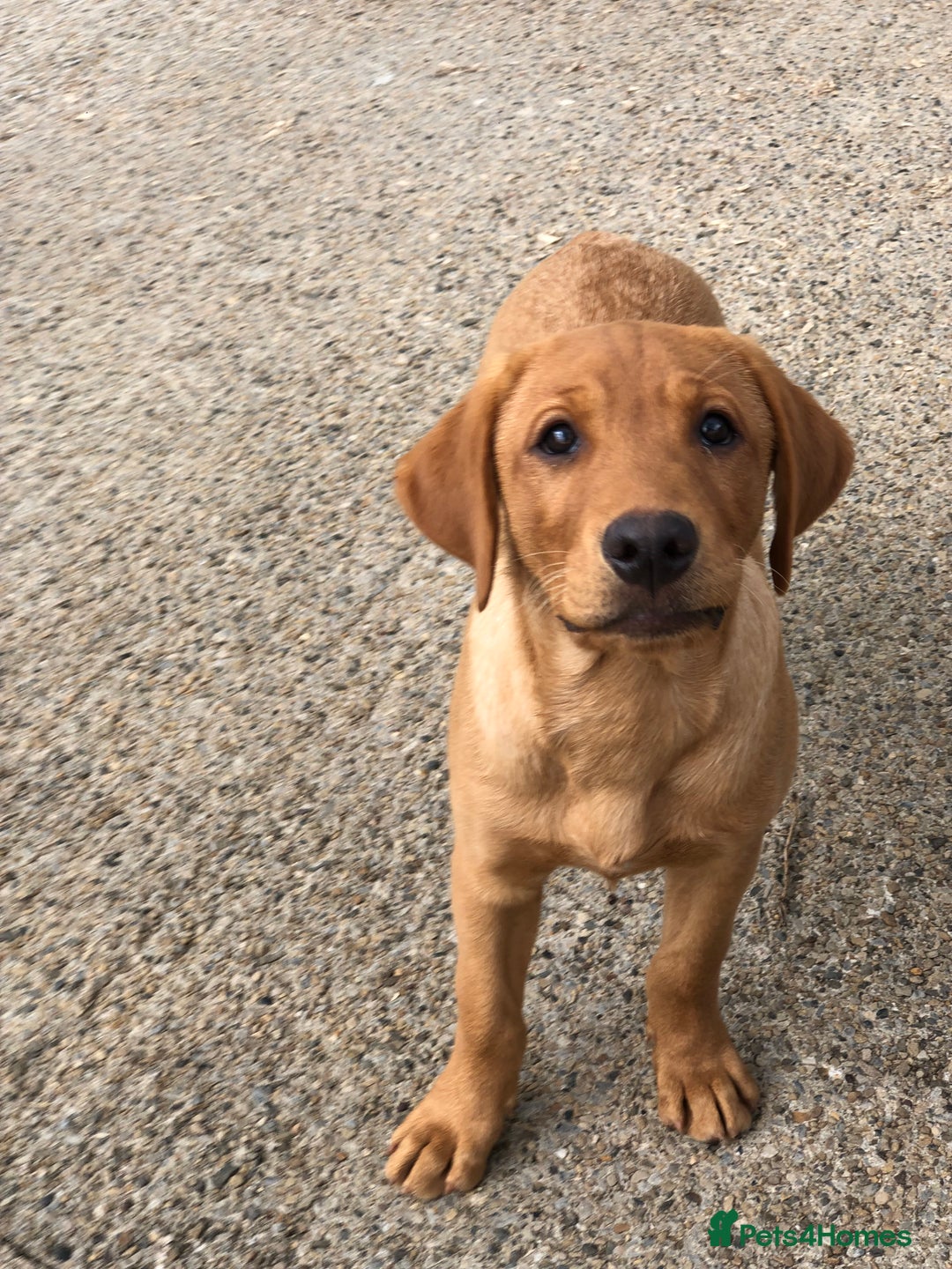 Labrador Retriever dogs for sale: 1 FOXRED LABRADOR PUPPY 5* Licensed breeder - Image 10