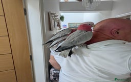 Cockatoo birds for sale: Galah cockatoos boy&girl available silly tamed - Image 11