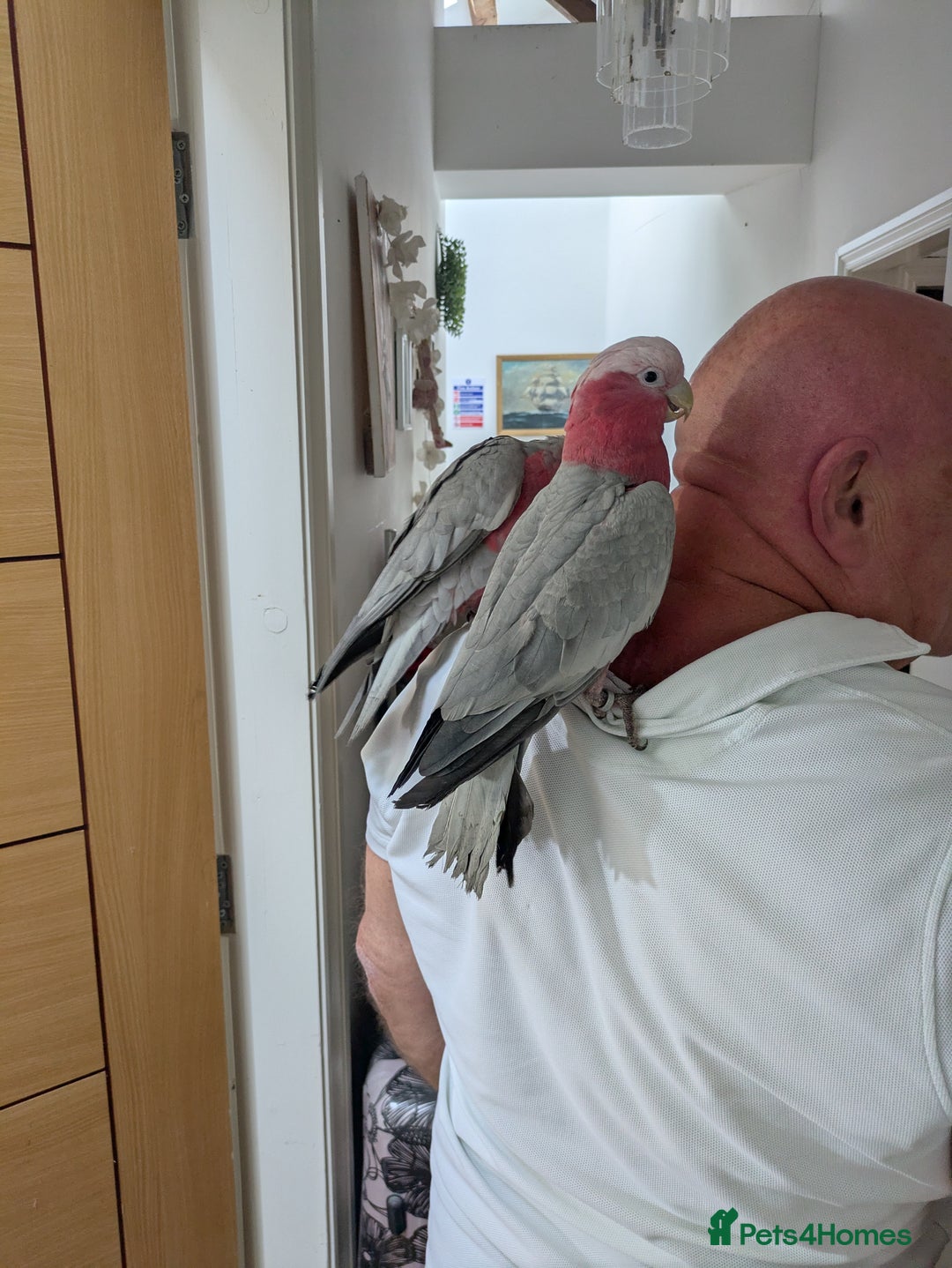 Cockatoo birds for sale: Galah cockatoos boy&girl available silly tamed - Image 11