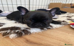 French Bulldog dogs for sale: Rare KC French bulldogs - champion lines  - Image 19