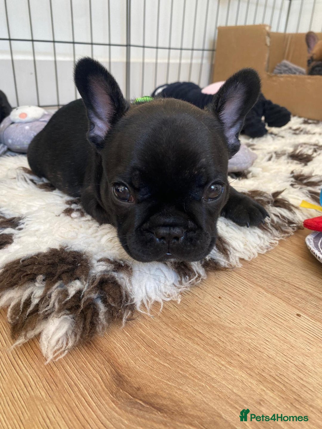 French Bulldog dogs for sale: Rare KC French bulldogs - champion lines  - Image 19