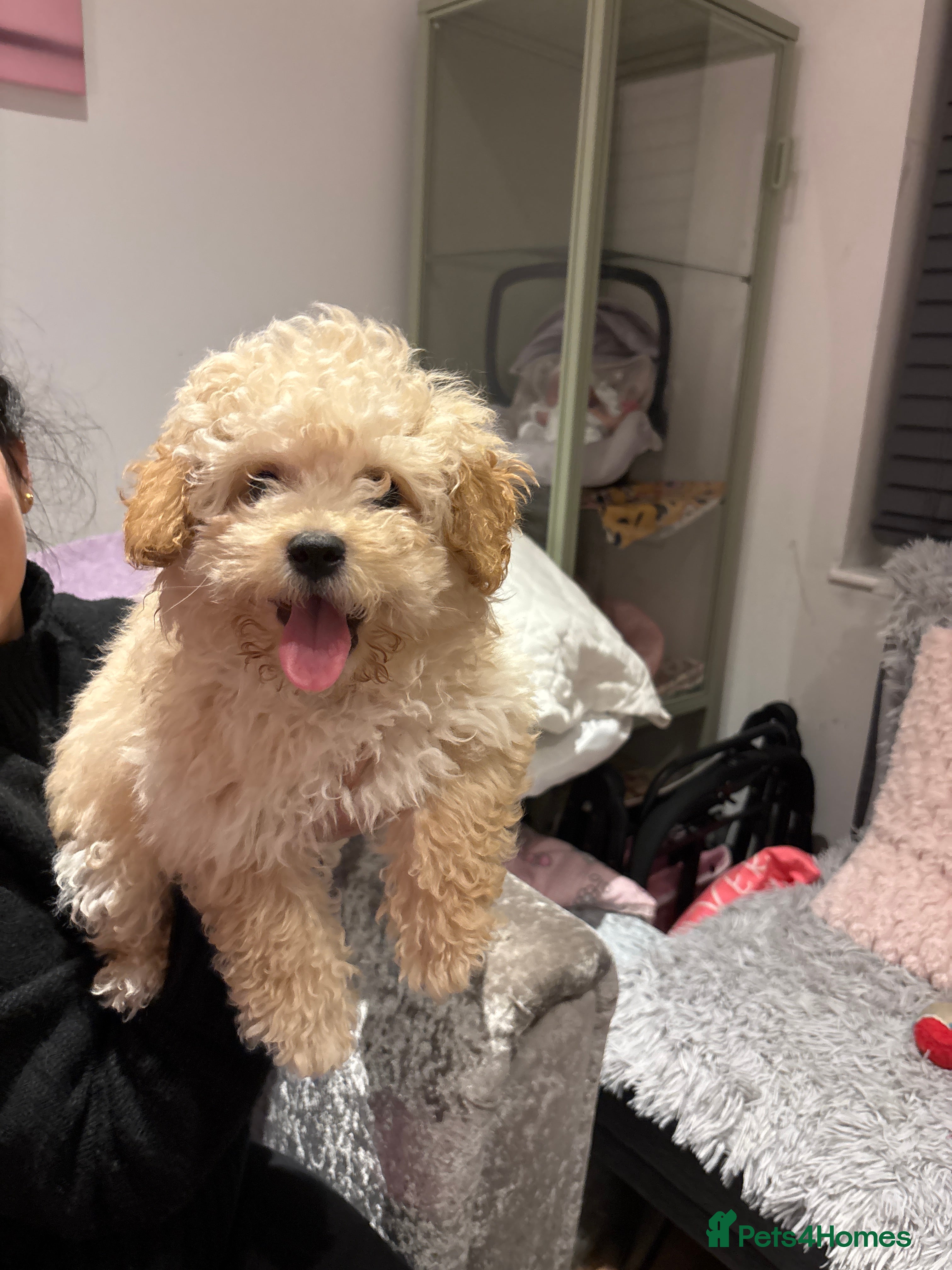 Poochon dogs Gorgeous male Poochon puppy  - Advert 14