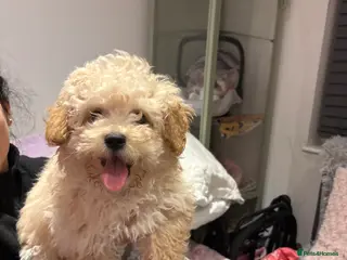 Poochon dogs Gorgeous male Poochon puppy - Advert 14