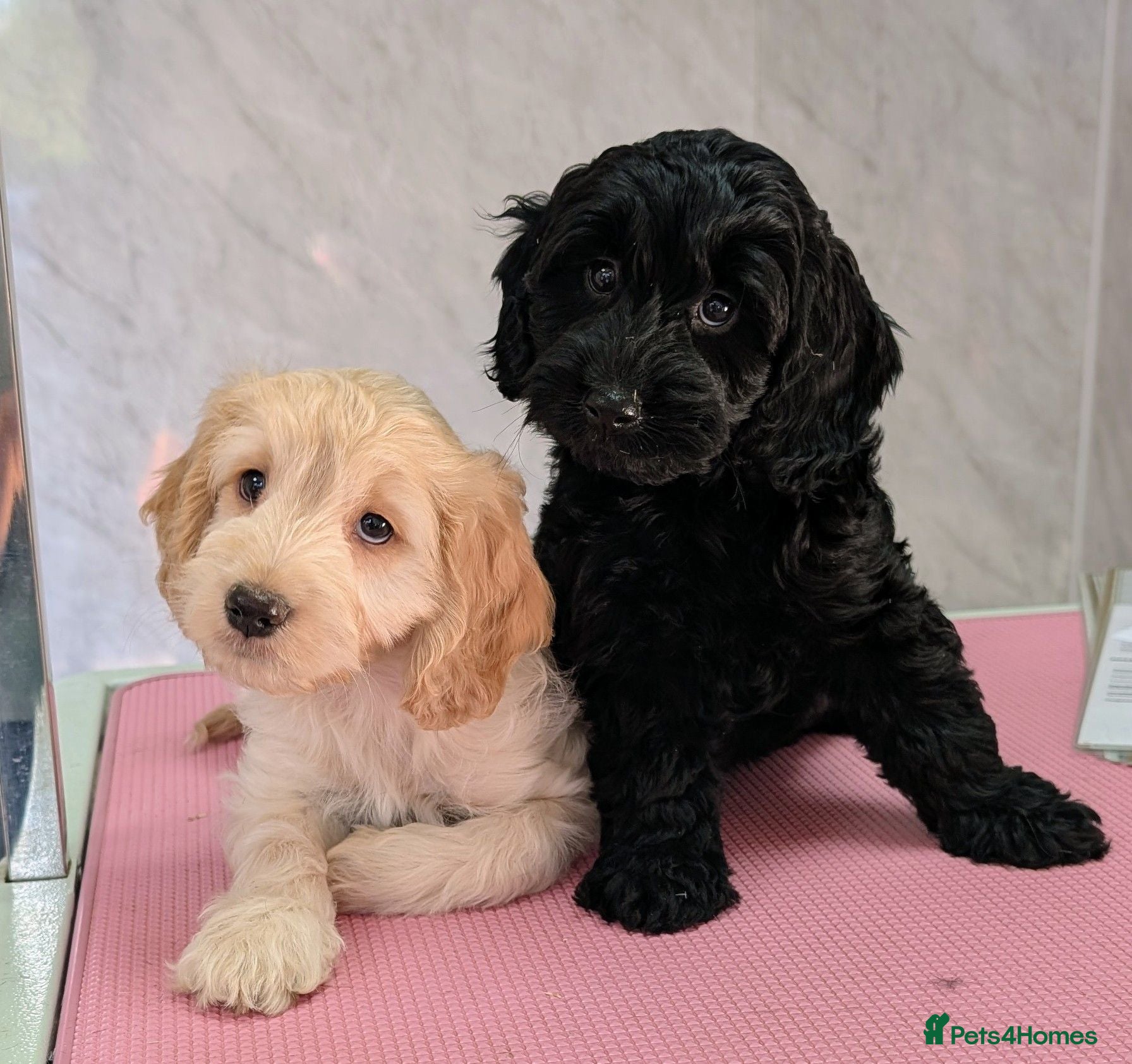 Cockapoo dogs Ready now! Licensed breeder, health tested F1 pups - Advert 2