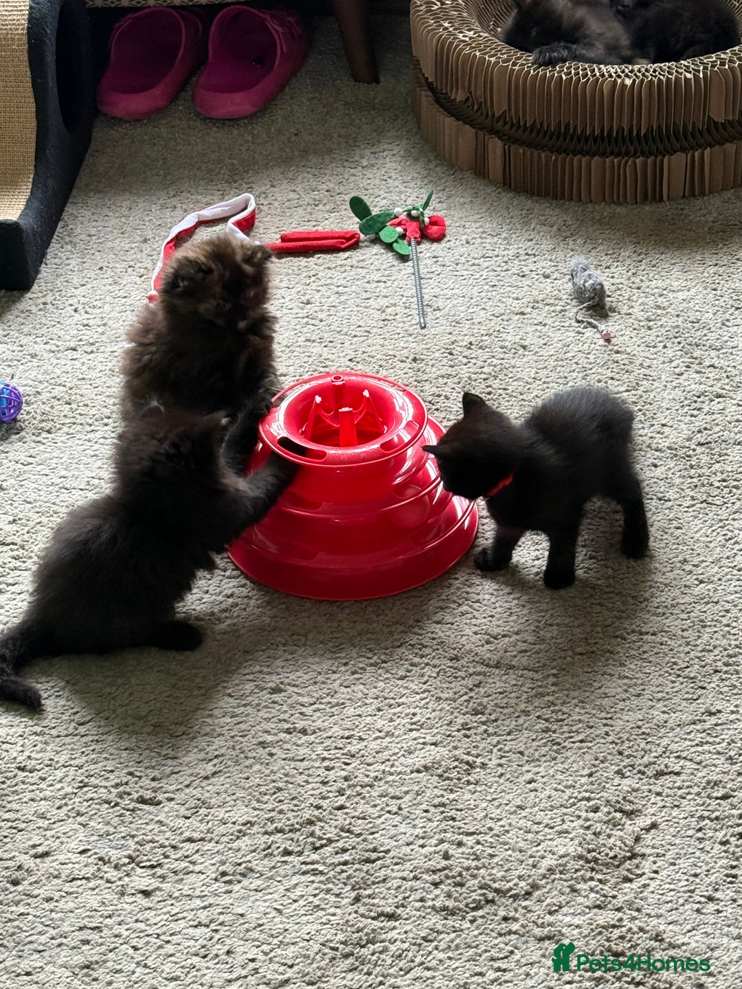 British Longhair cats for sale: Wonderful litter of black kittens. - Image 2