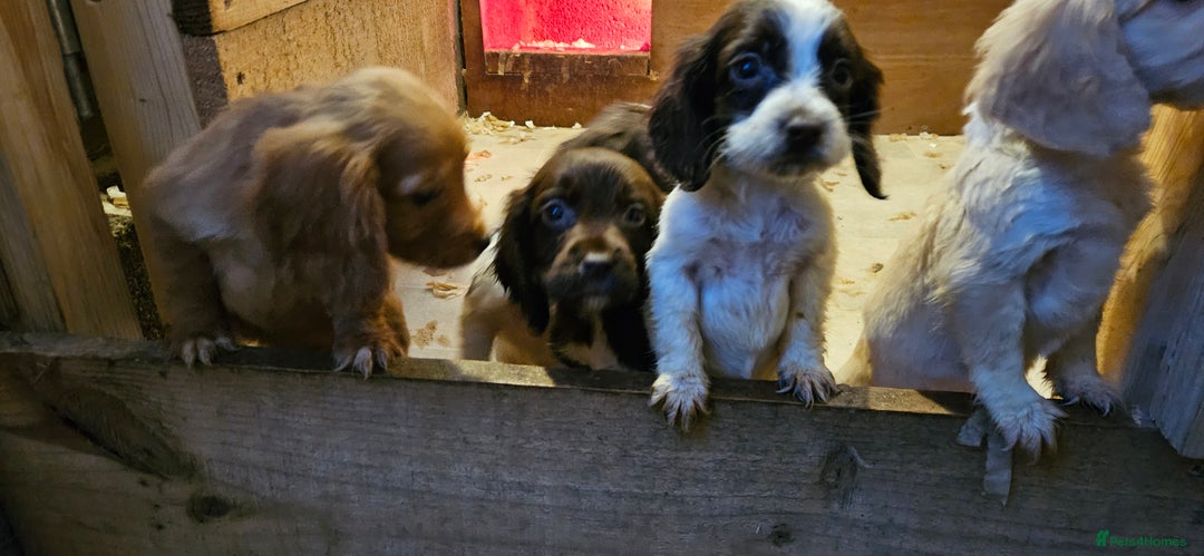 Cocker Spaniel dogs for sale: Beautiful cocker spaniels  - Advert 15
