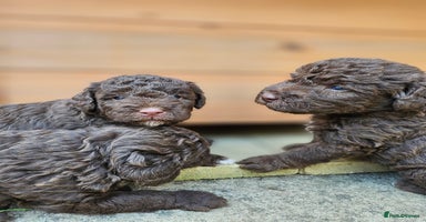 Mixed Breed dogs - Advert 14
