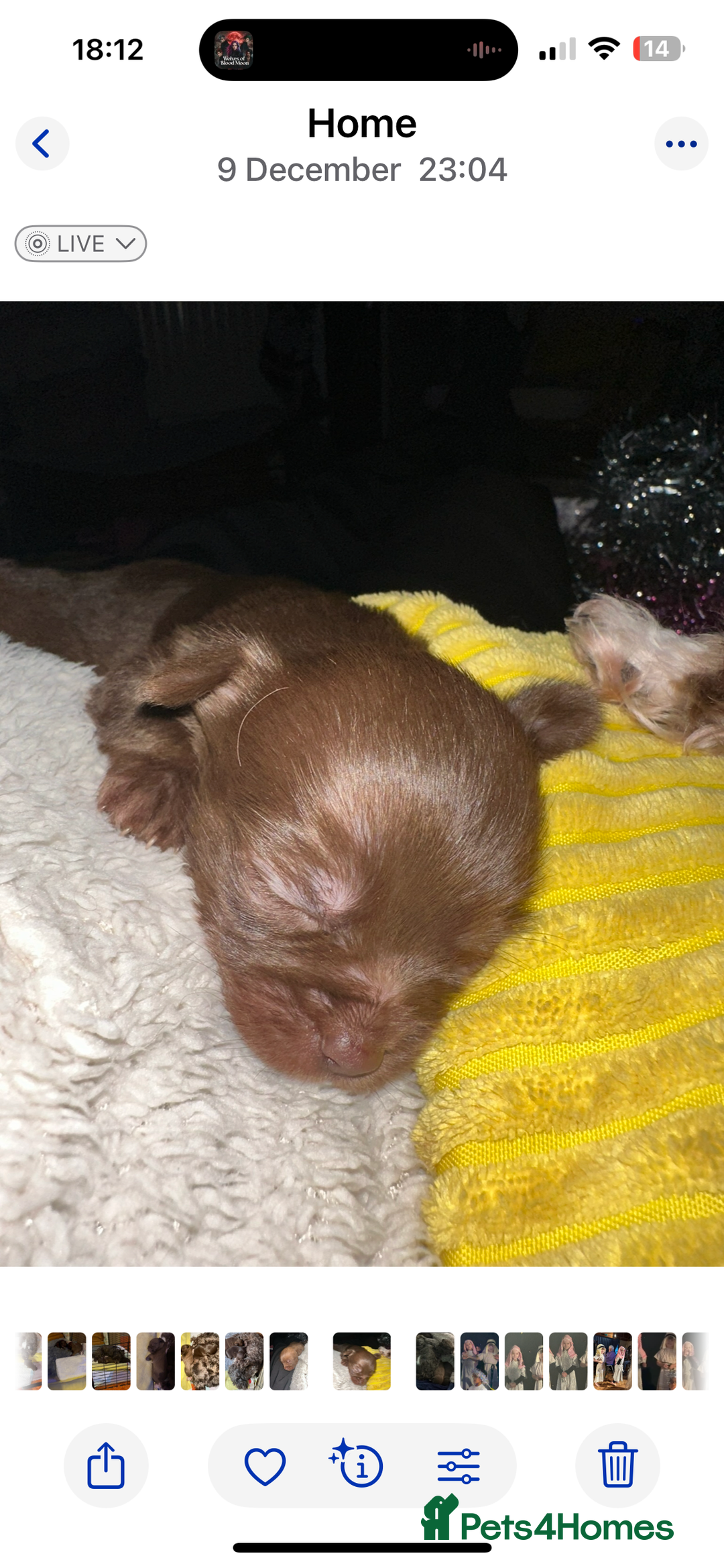 Chihuahua dogs for sale: X2 Gorgeous Chihuahua little ladies - Advert 5