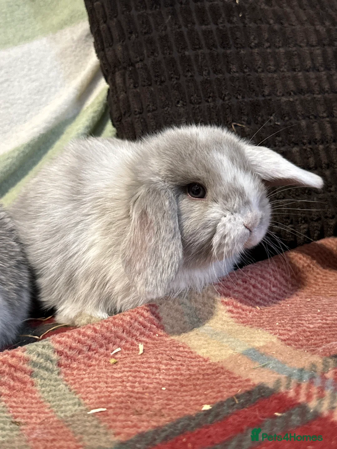 Mini Lop rabbits for sale: Gorgeous mini lop & lion lop babies  - Advert 4