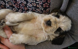 Cocker Spaniel dogs for sale: Beautiful sable show type cocker spaniel puppies - Image 6