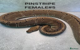 Python Snake reptiles for sale: Royal pythons - Image 7