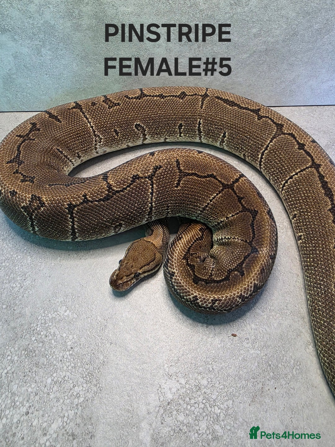 Python Snake reptiles for sale: Royal pythons - Image 7