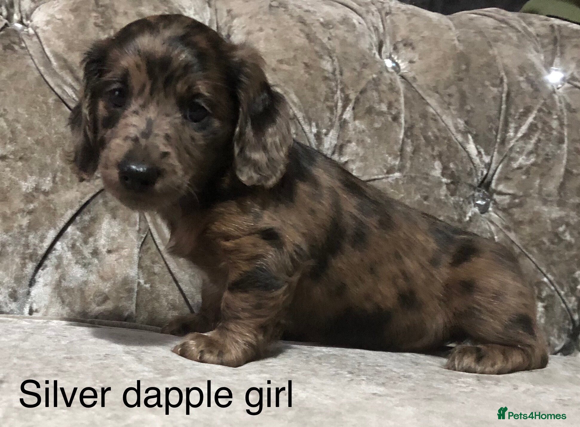 Miniature Dachshund dogs Miniature long haired dachshund puppies - Advert 17