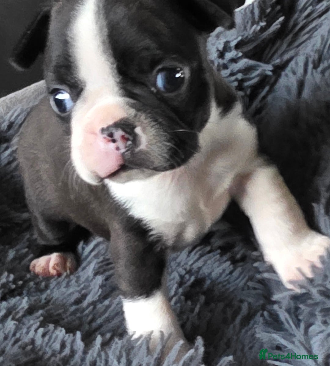 Boston Terrier dogs for sale: Stunning KC Reg Boston Terrier last girl left - Advert 13