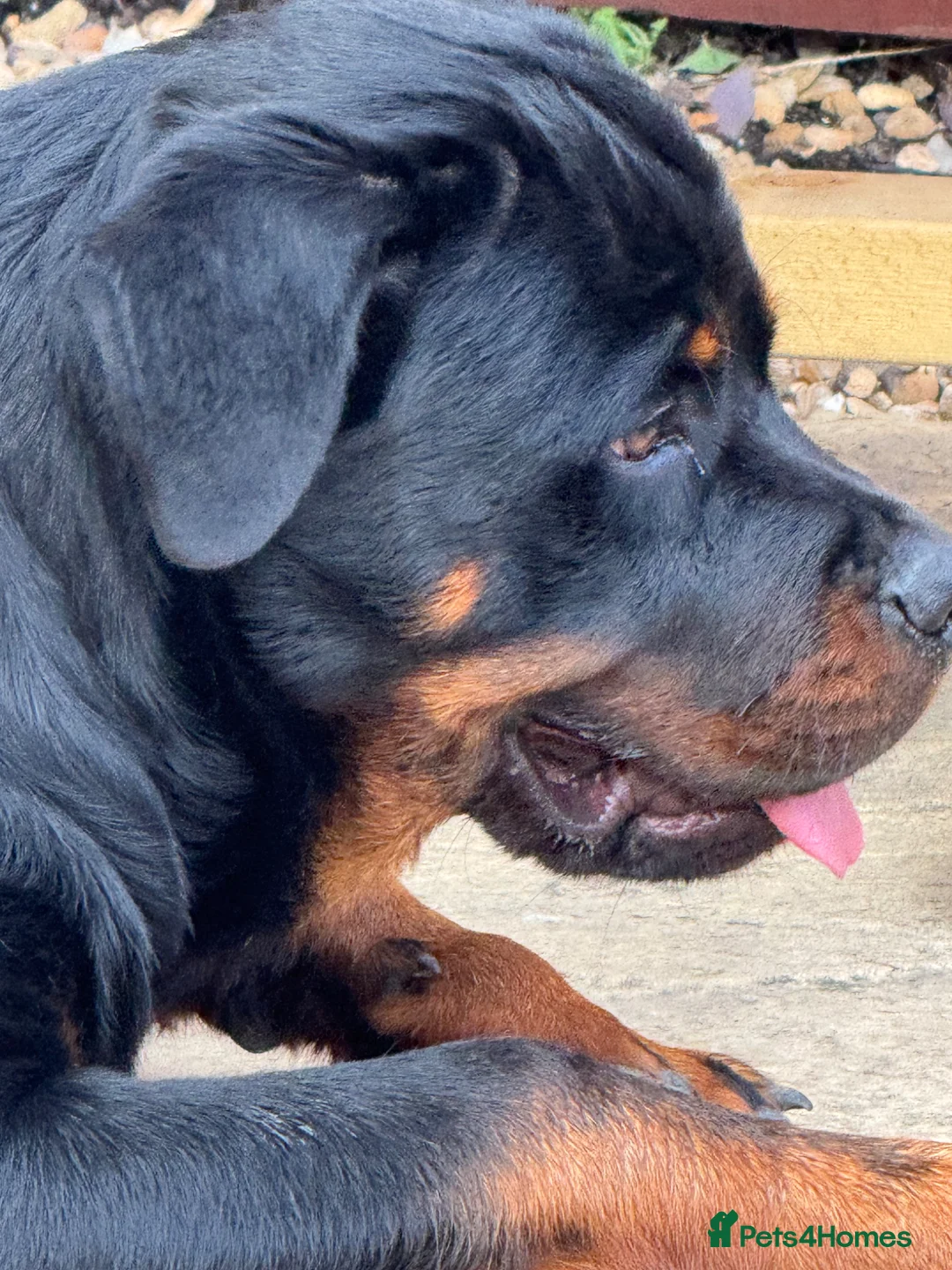 Rottweiler dogs for stud: Gorgeous boy for stud - Advert 8