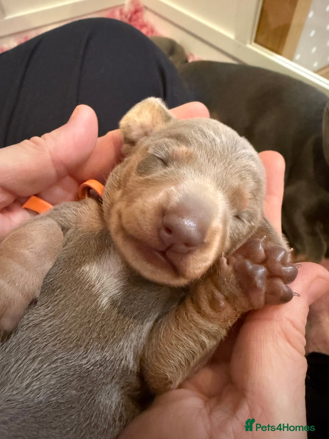 Dachshund dogs for sale: Health Tested Parents Dachshund Puppies   - Advert 16