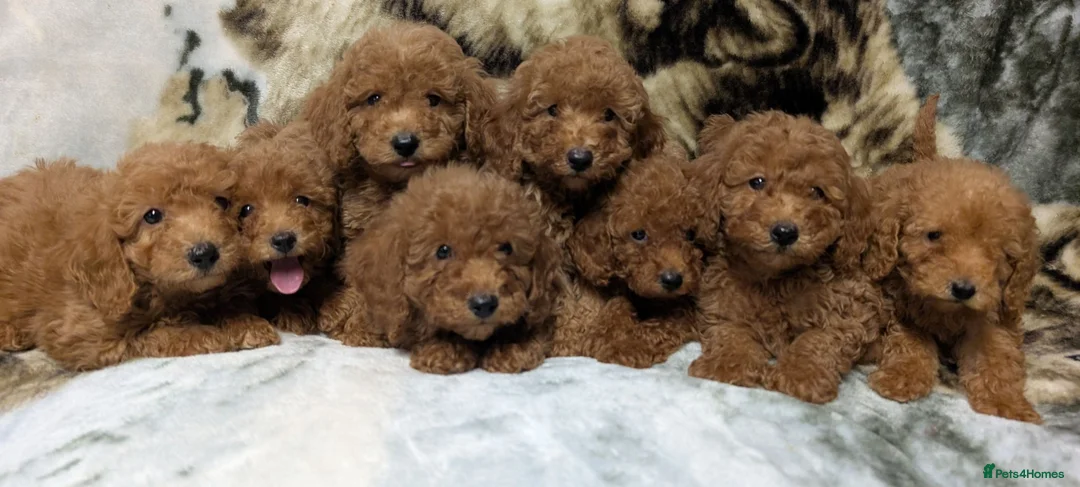Toy Poodle dogs for sale: Stunning DNA Clear Toy Mini Poodle Puppies  - Advert 2