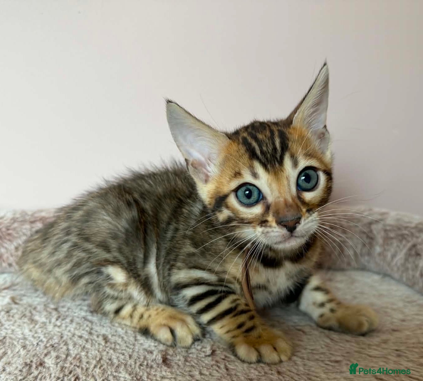 Bengal cats 👑 BENGAL KITTENS FOR SALE 👑 - Advert 1