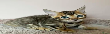 Bengal 2