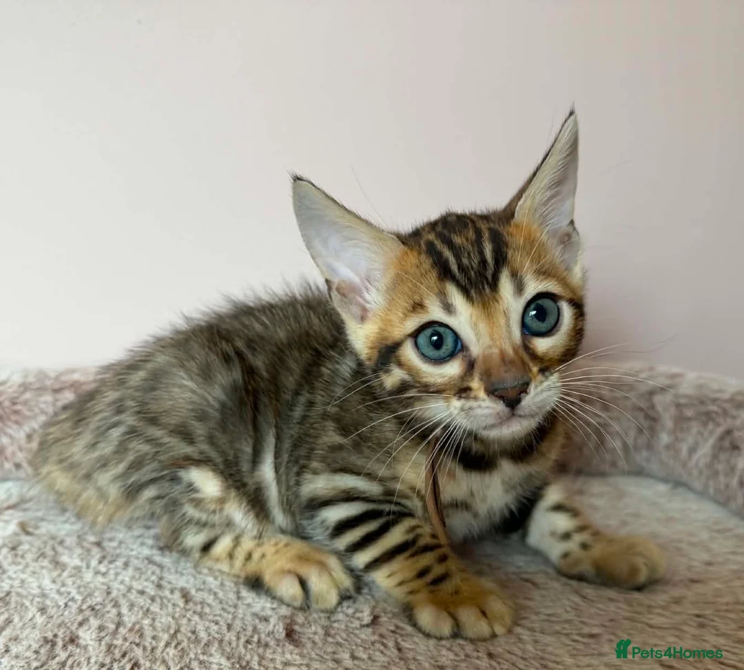 Bengal cats for sale: 👑 BENGAL KITTENS FOR SALE 👑 - Advert 1