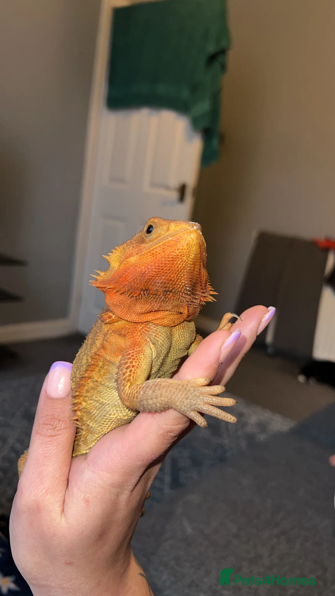 Bearded Dragon reptiles for sale: Bearded Dragon - Full Setup Included 🦎❤️ - Advert 1