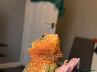 Bearded Dragon reptiles Bearded Dragon - Full Setup Included 🦎❤️ - Advert 2
