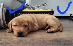 Labrador Retriever dogs for sale: Red fox Labrador retriever puppies  - Image 8