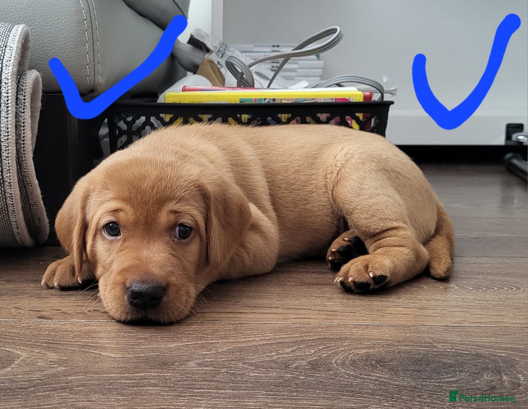 Labrador Retriever dogs for sale: Red fox Labrador retriever puppies  - Image 8