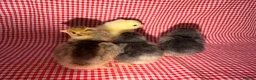 Chickens poultry for sale: Day old chicks (mixed breeds)  - Advert 7