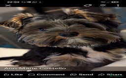 Yorkshire Terrier dogs for stud: 'ROMEO' KC Reg Pedigree - Image 11